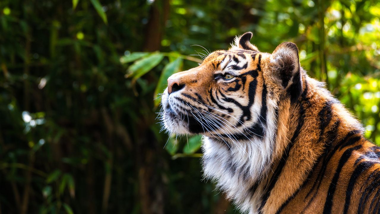 Best Time to Visit Ranthambore National Park for Tiger Safari (Month-Wise Guide)